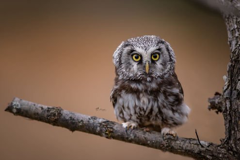 Обои на рабочий стол Сова на ветке дерева, фотограф Tanja Brandt