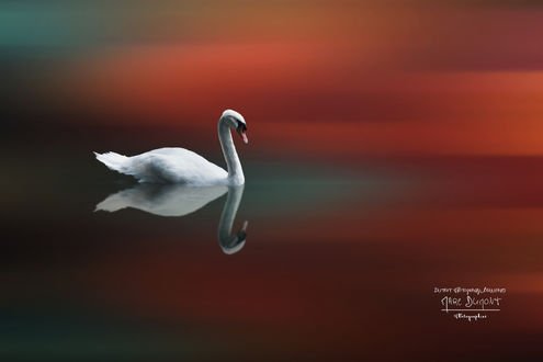 Обои на рабочий стол Лебедь на воде, M. D Photographies