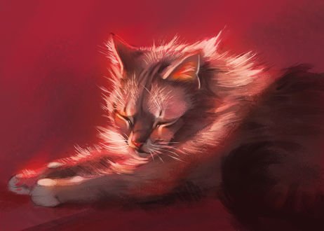 Обои на рабочий стол Спящий кот, by Pixxus