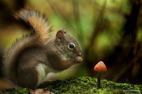 Обои на рабочий стол Белка сидит перед грибом, фотограф Andre Villeneuve