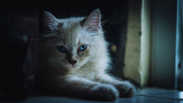 Обои на рабочий стол Милый голубоглазый котенок