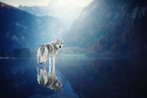 Обои на рабочий стол Собака и ее отражение в воде, фотограф Anne Geier