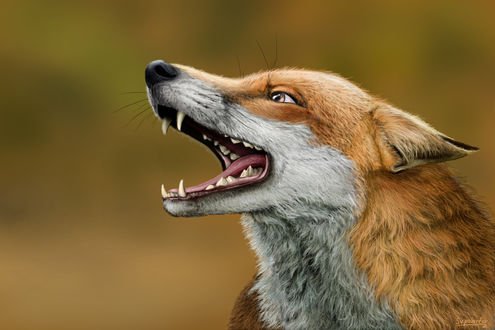 Обои на рабочий стол Лисица на размытом фоне, by SvPolarFox