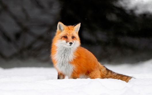 Обои на рабочий стол Лисица у леса под падающим снегом