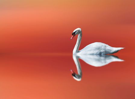 Обои на рабочий стол Лебедь на воде, M. D Photographies