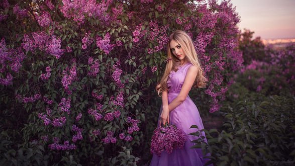 Обои на рабочий стол Модель Лиза в сиреневом платье стоит у куста сирени, фотограф Sergey Shatskov