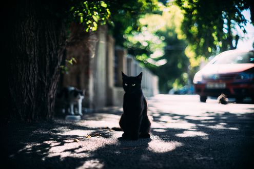Обои на рабочий стол Черный кот на улице города