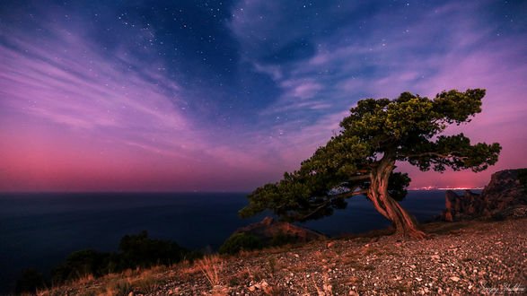 Обои на рабочий стол Дерево на фоне облачного неба, фотограф Sergey Shatskov