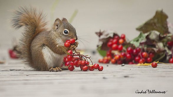 Обои на рабочий стол Белочка с ягодами, фотограф Andre Villeneuve