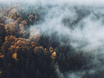 Обои на рабочий стол Лес в тумане, вид сверху, фотограф Daniel Casson
