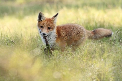 Обои на рабочий стол Лиса в траве, фотограф Joke Hulst