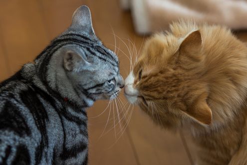Обои на рабочий стол Два целующихся кота
