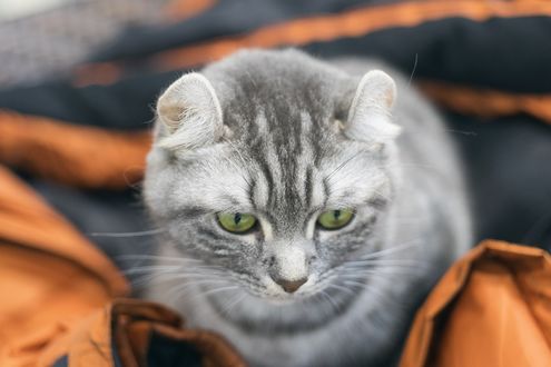Обои на рабочий стол Серый грустный котик