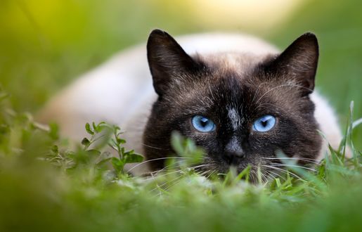Обои на рабочий стол Сиамский кот в траве
