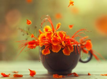 Обои на рабочий стол Оранжевые цветы в чашке, by Ashraful Arefin