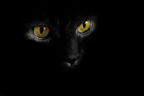 Обои на рабочий стол Взгляд черного кота из темноты
