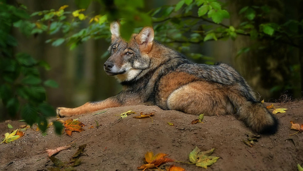 Обои для рабочего стола Волк лежит на земле под ветками дерева в окружении пожелтевших листьев