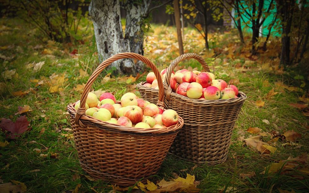 Обои для рабочего стола Две корзины с яблоками стоят на траве в саду