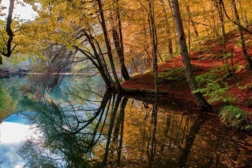 Обои для рабочего стола Деревья у озера, осень, национальный парк Seven Lakes / Семь озер, Turkish / Турция, автор Efemir Art