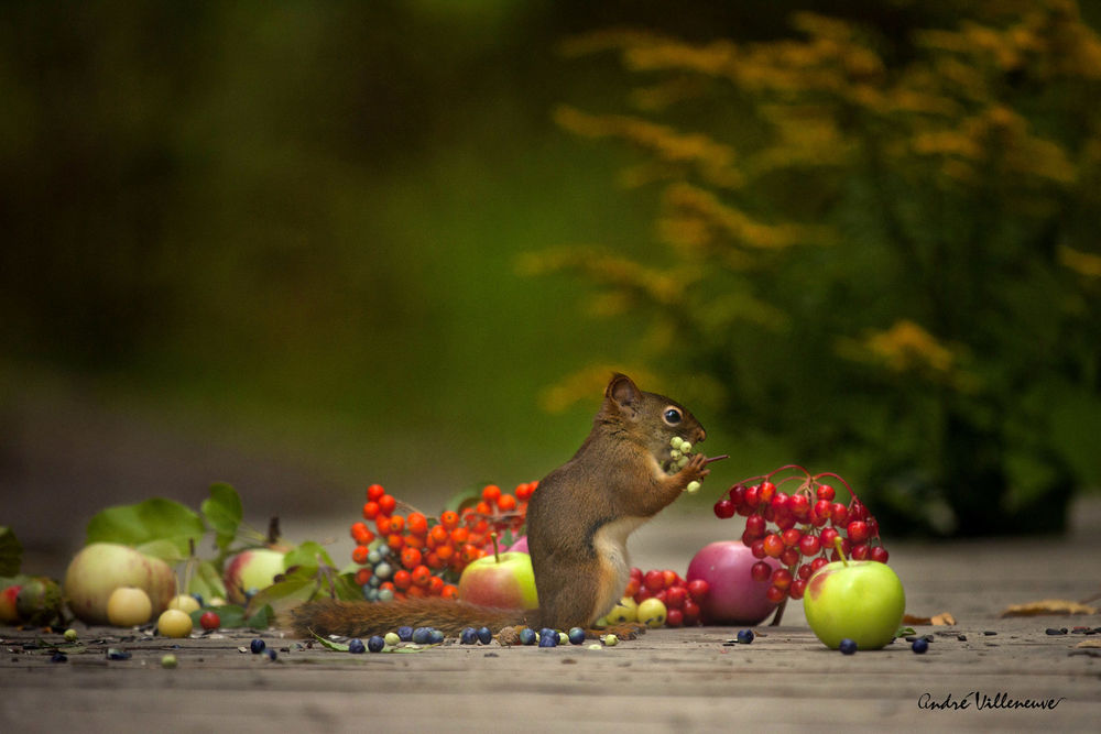Обои для рабочего стола Белочка держит в лапках ягоды, фотограф Andre Villeneuve