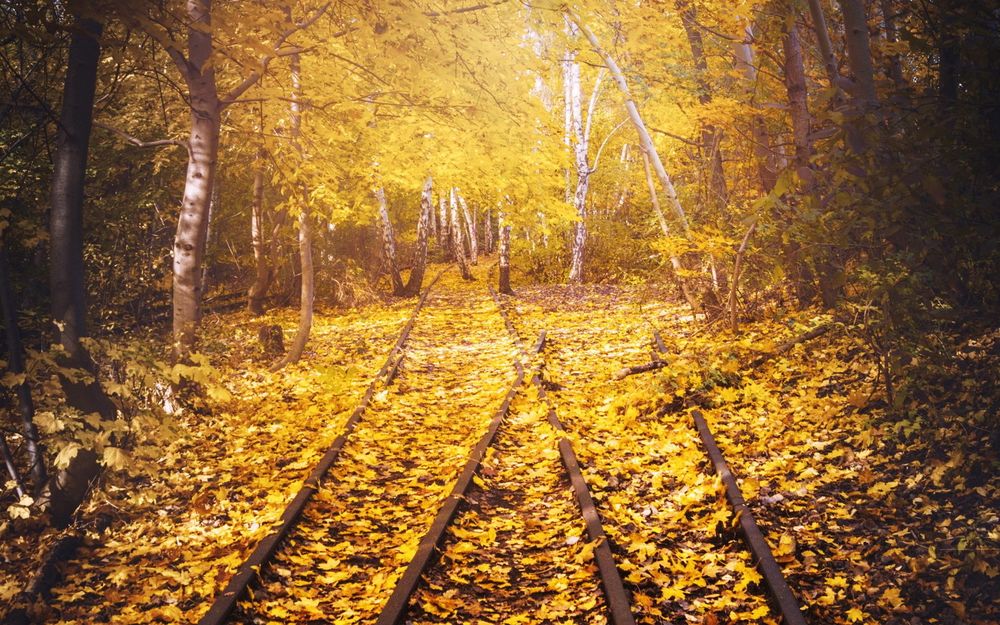 Обои для рабочего стола Железнодорожные пути усыпаны осенними листьями