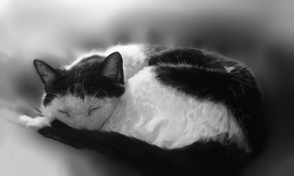 Обои для рабочего стола Спящий черно-белый кот, by AvengingCoconut