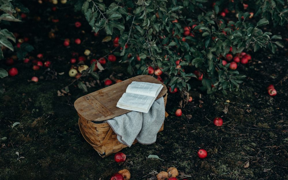 Обои для рабочего стола Плетенная корзина под яблоней, усыпанной красными яблоками, которые также лежат рядом на траве, автор Liana Mikah