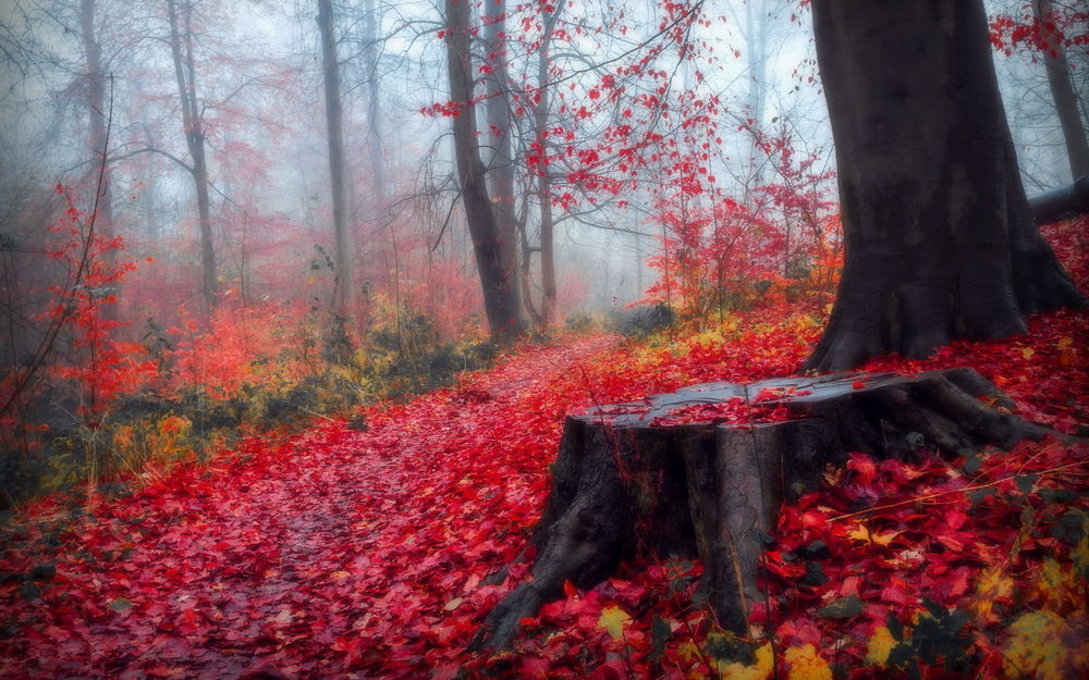 Обои для рабочего стола Красные осенние листья в туманном лесу, фотограф Evelyn Klein Schiphorst
