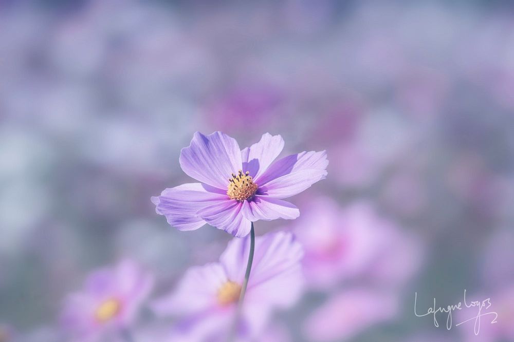 Обои для рабочего стола Космея на размытом фоне, фотограф Lafugue Logos