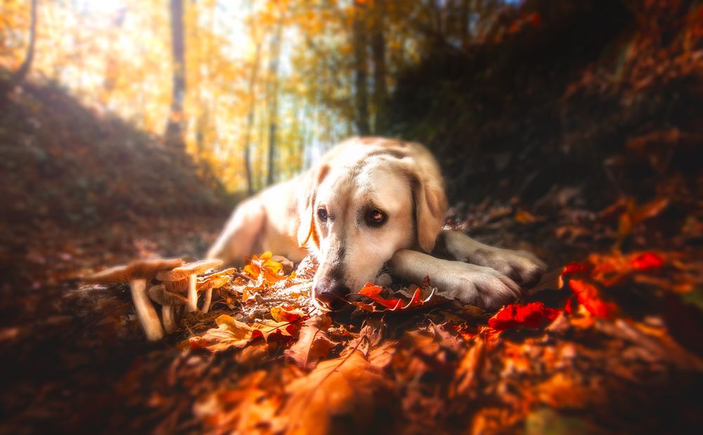 Обои для рабочего стола Грустный пес лежит на осенней листве