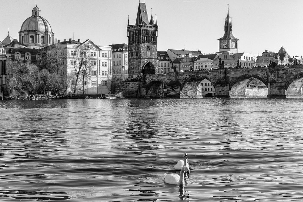 Обои для рабочего стола Прага, Чехия, Карлов мост, река и лебеди