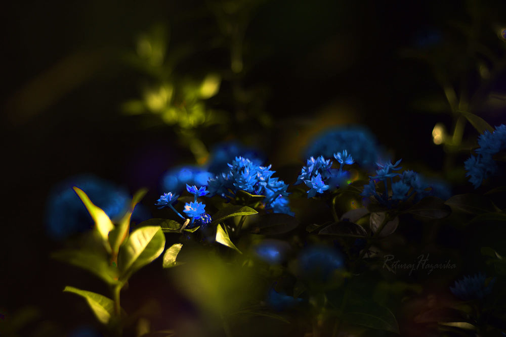 Обои для рабочего стола Голубые цветы в траве, фотограф Rituraj H