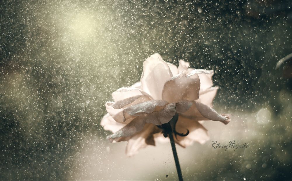 Обои для рабочего стола Белая роза под мелким дождем, фотограф Rituraj H