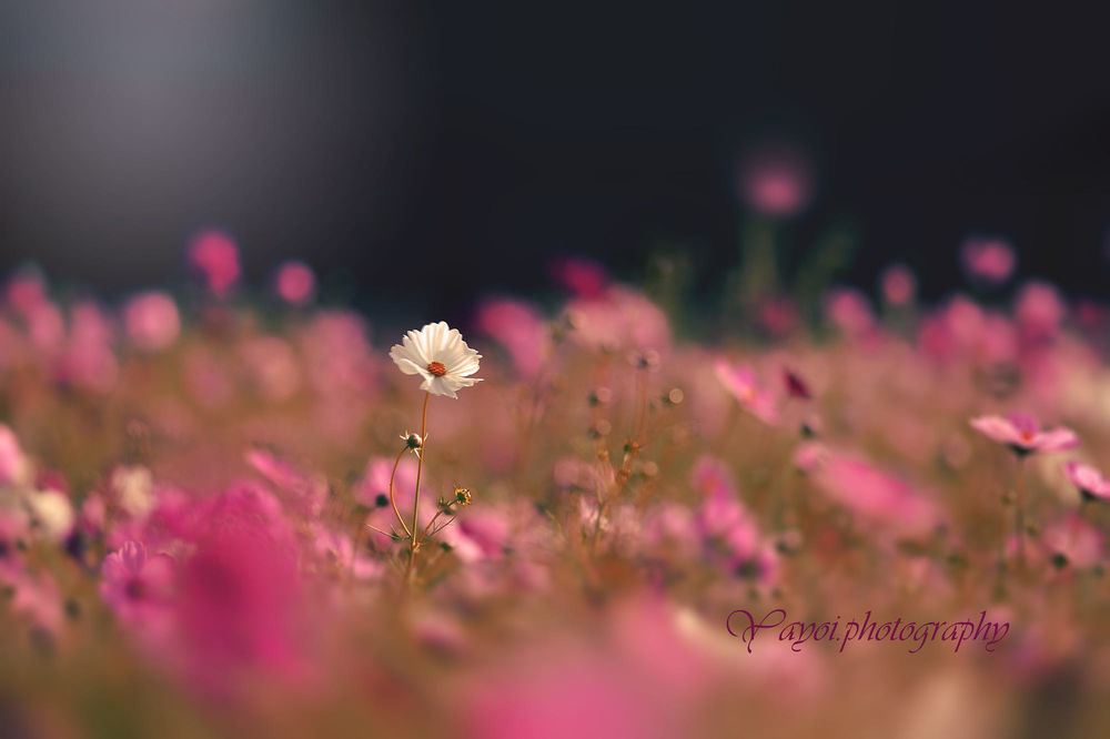 Обои для рабочего стола Белая космея среди поля с розовыми, фотограф yayoi