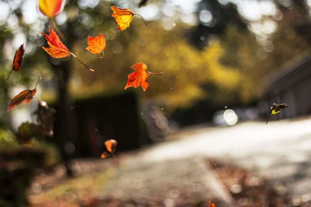 Обои для рабочего стола Осенние листья на ветру, фотограф Heather West