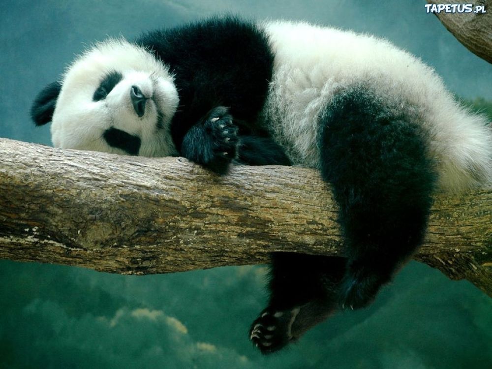 Обои для рабочего стола Панда спит на стволе дерева