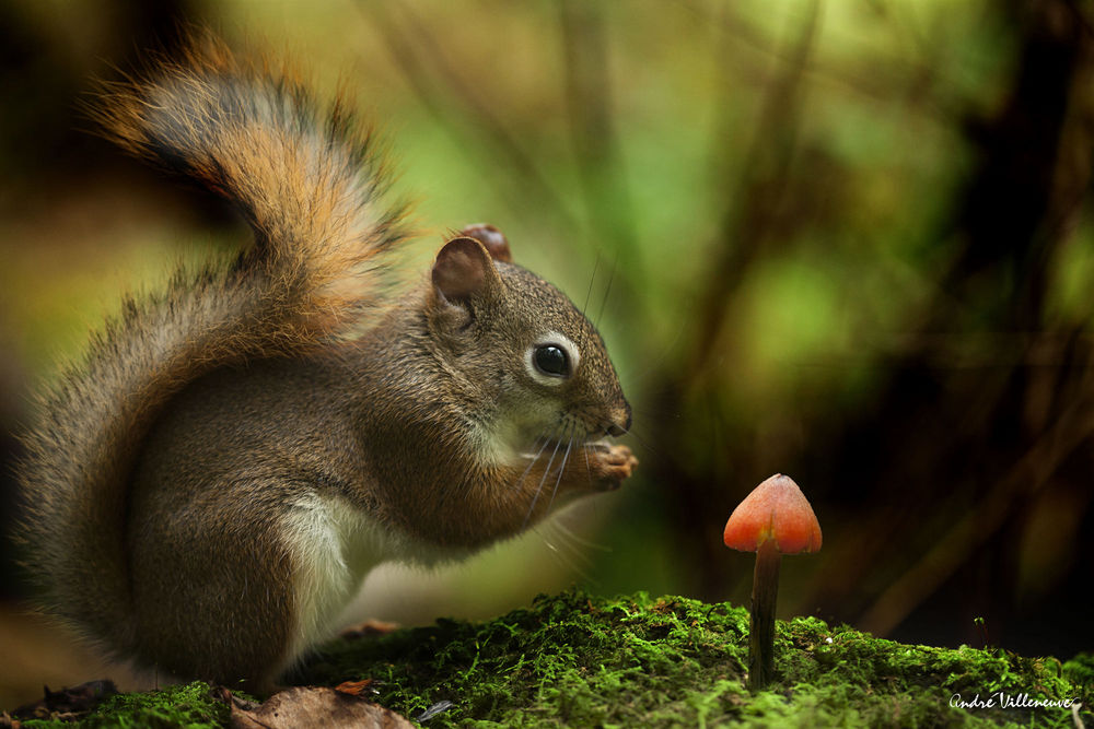 Обои для рабочего стола Белка сидит перед грибом, фотограф Andre Villeneuve