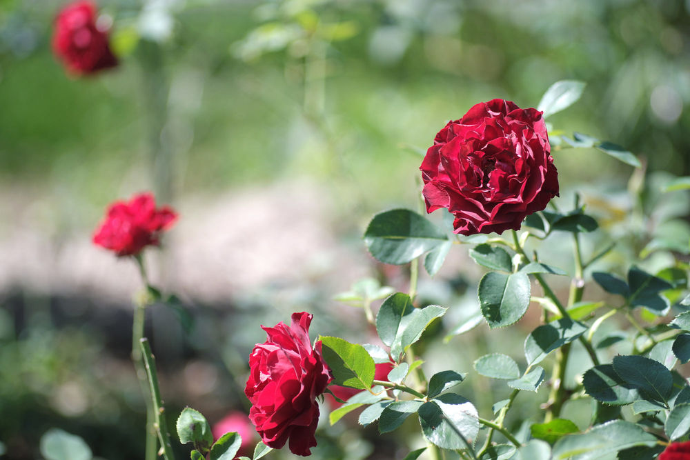 Обои для рабочего стола Бордовые розы на размытом фоне, фотограф Kazuo Ishikawa