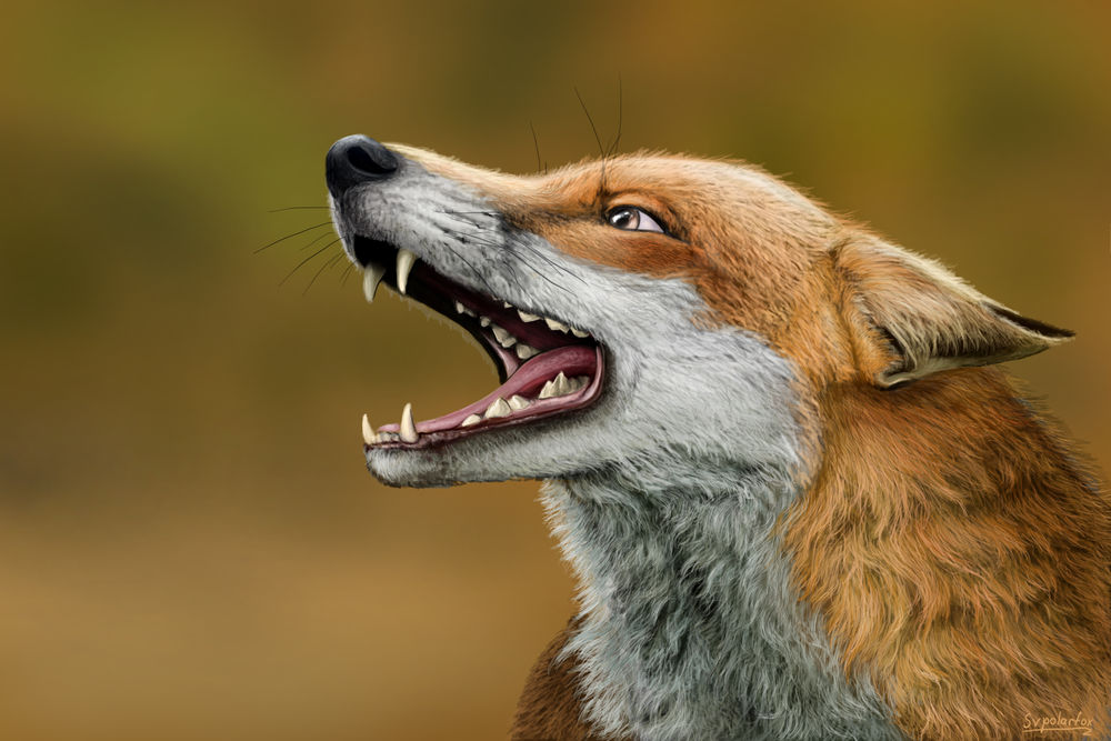 Обои для рабочего стола Лисица на размытом фоне, by SvPolarFox