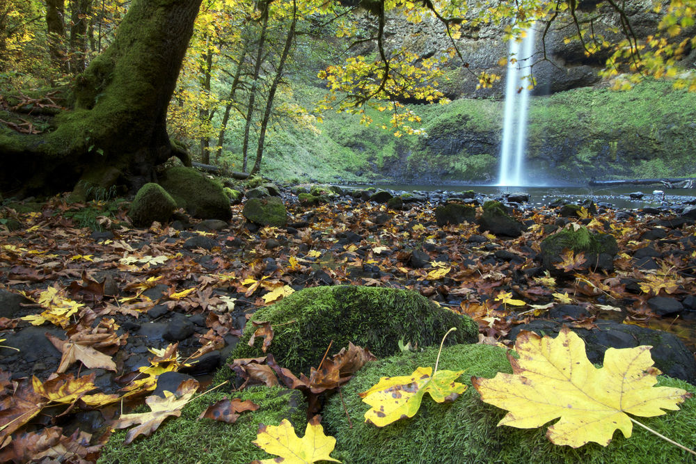 Обои для рабочего стола Осень в Silver Falls State Park in Oregon, USA / Государственном парке Silver Falls в штате Орегон, США, фотограф Paul Garrett