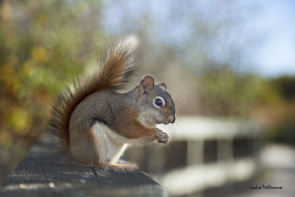 Обои для рабочего стола Белочка держит что-то в лапках, фотограф Andre Villeneuve