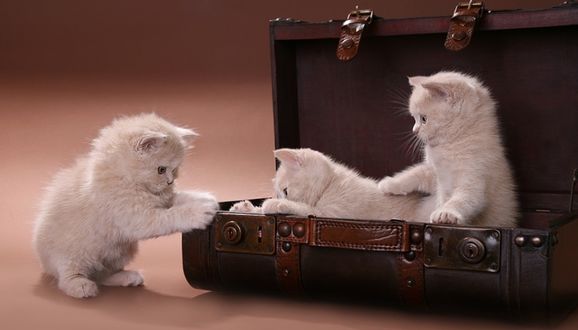 Обои на рабочий стол Два персиковых котенка играют с чемоданом, а третий на это смотрит