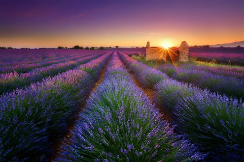 Обои на рабочий стол Разрушенный дом на лавандовом поле, Valensole, Provence, France / Прованс, Франция, фотограф Albert Dros