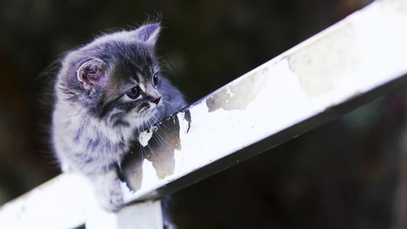 Обои на рабочий стол Котенок сидит на заборе
