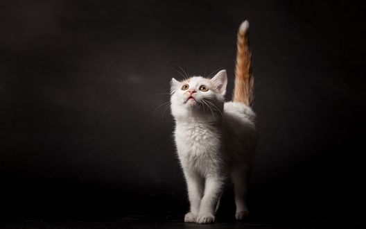 Обои на рабочий стол Котенок на черном фоне