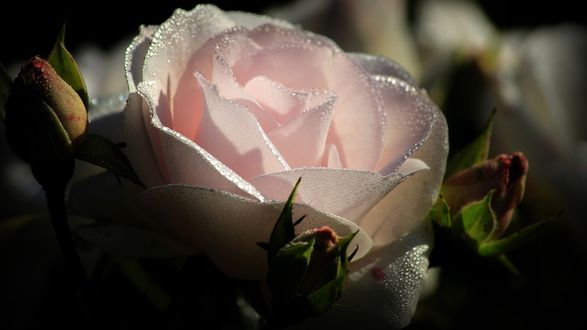 Белая роза на темном фоне