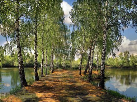 Обои на рабочий стол Дорожка между берез, ведущая к водоему