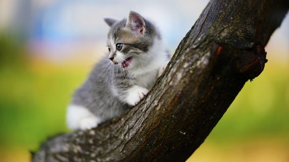 Обои на рабочий стол Котенок на дереве