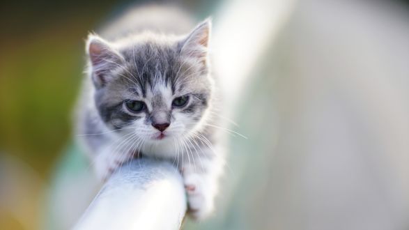 Обои на рабочий стол Котенок лежит на трубе