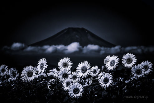 Обои на рабочий стол Подсолнухи и облако перед горой Фудзияма. Фотограф Takashi